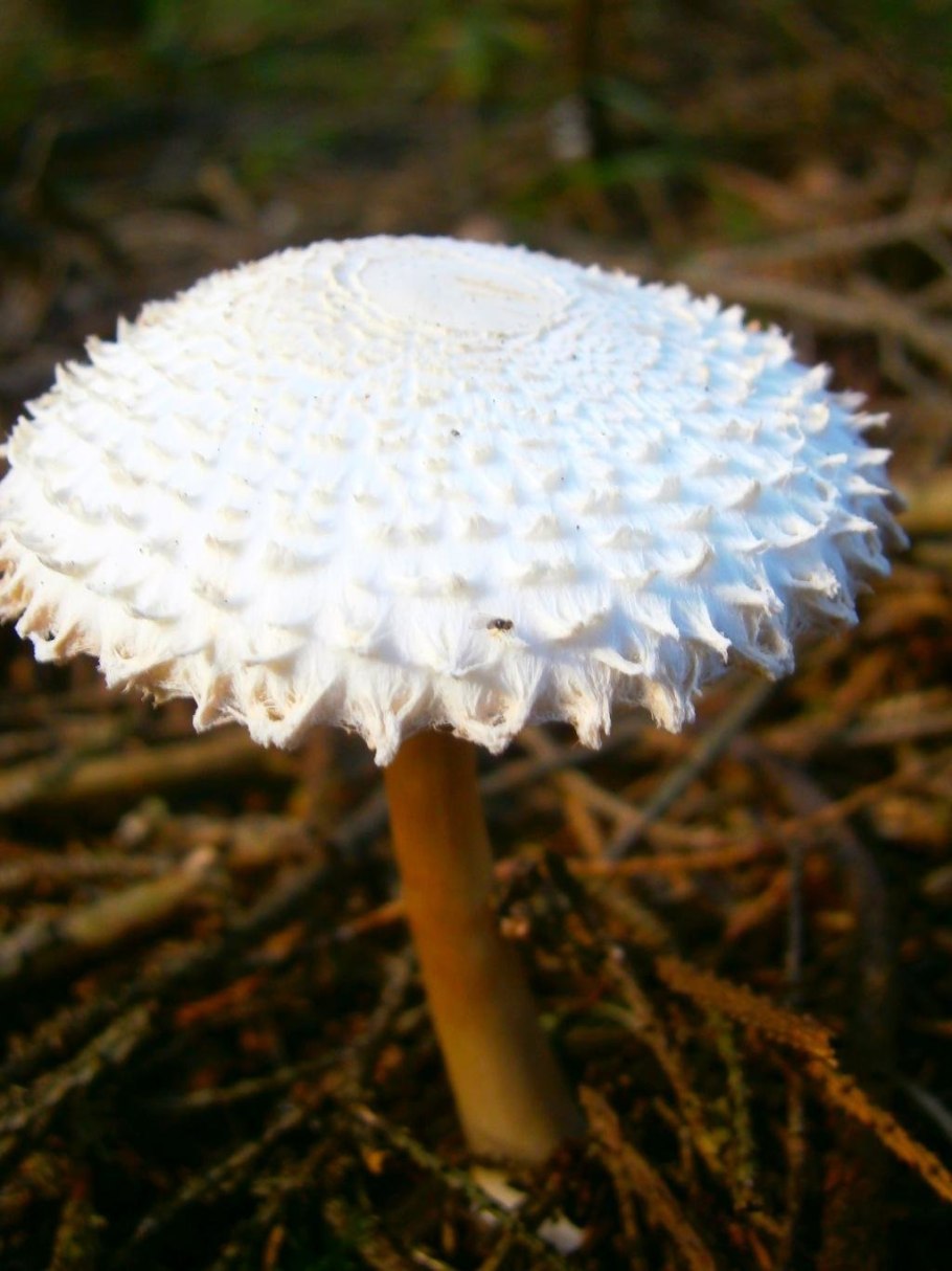 Гриб зонтик ложный