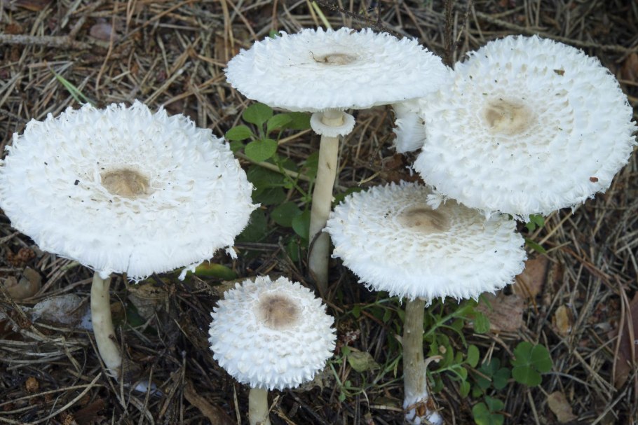 Гриб Макролепиота съедобный