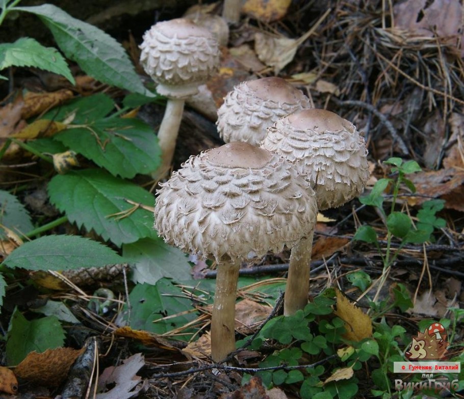 Macrolepiota procera гриб