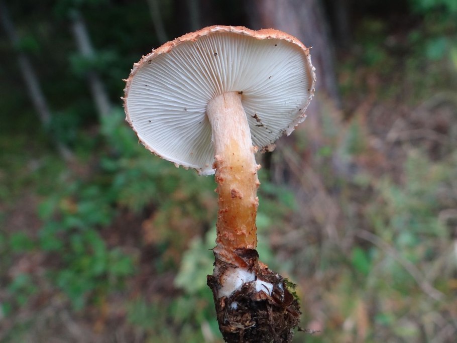 Macrolepiota procera гриб