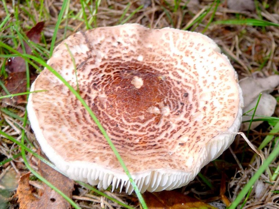 Зонтик пёстрый Macrolepiota procera