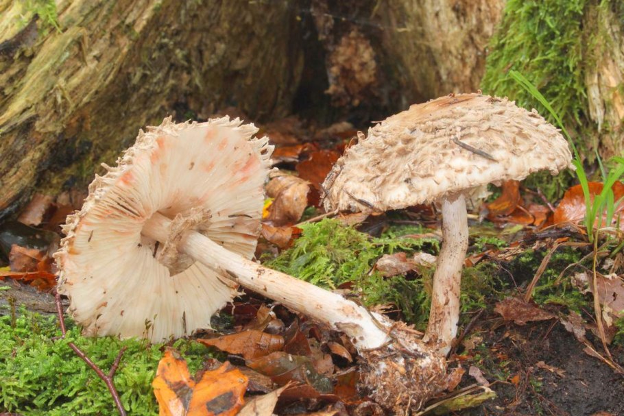 Macrolepiota venenata