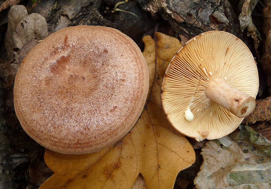 Lactarius chrysorrheus