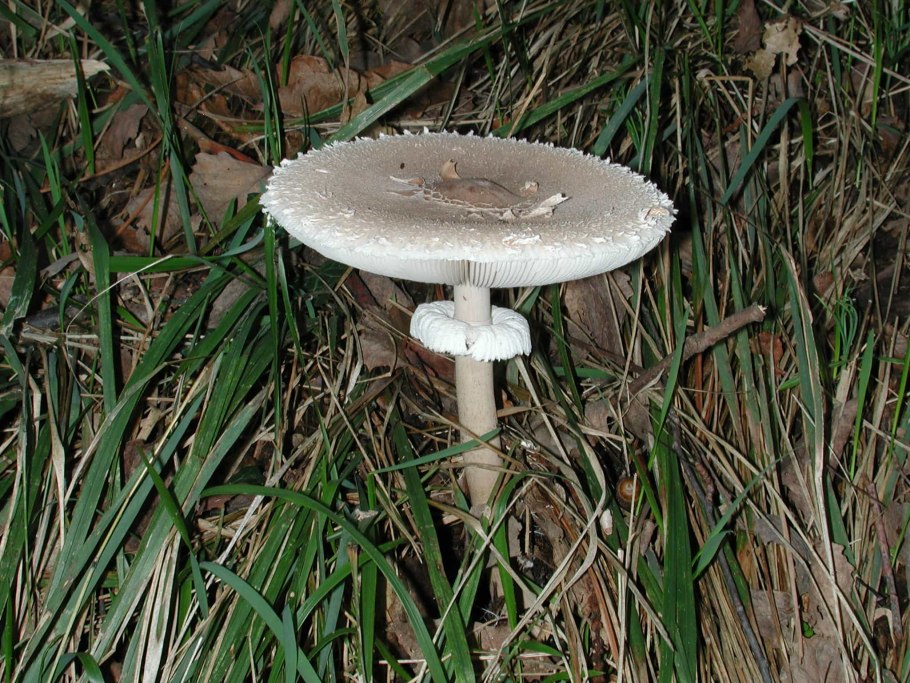 Вешенки грибы ядовитые