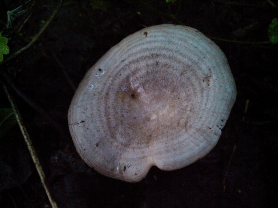 Млечник дубовый Lactarius Quietus