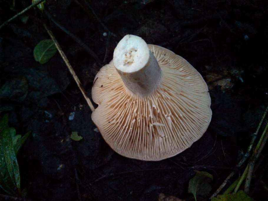 Млечник зональный Lactarius zonarius