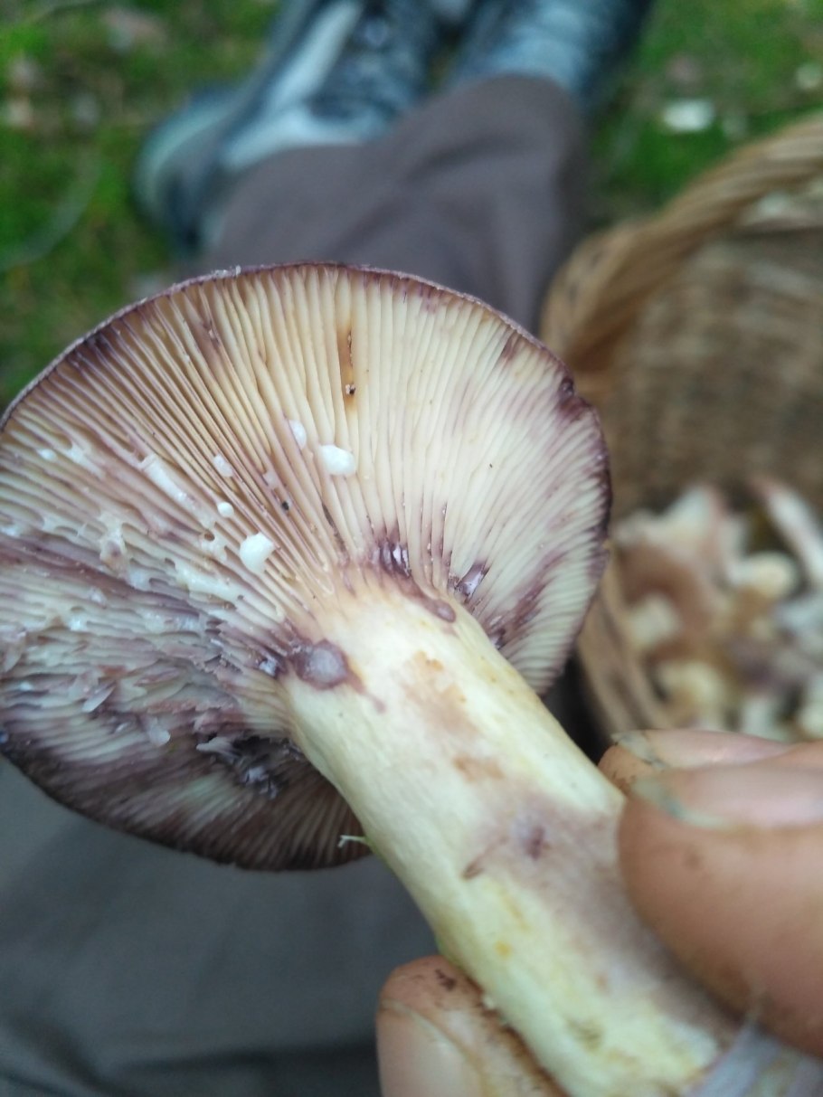 Гриб млечник белый