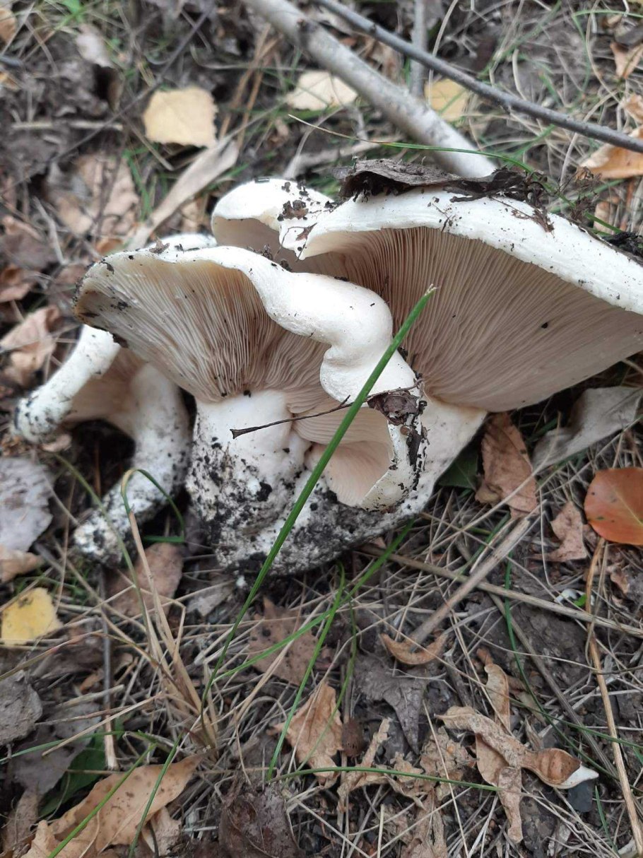 Млечник гигрофоровидный