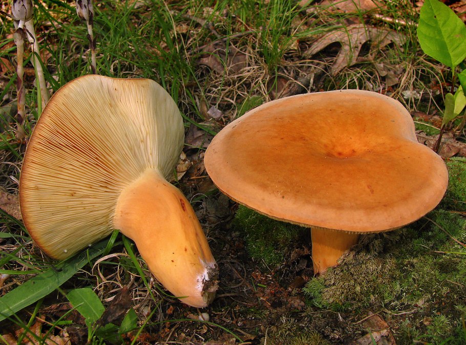 Гладыш млечник обыкновенный Lactarius trivialis