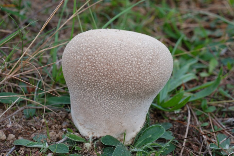 Масленок израильский гриб