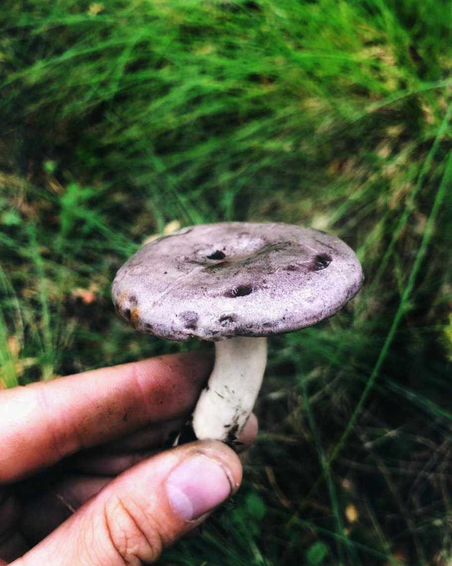 Гриб млечник горькушка