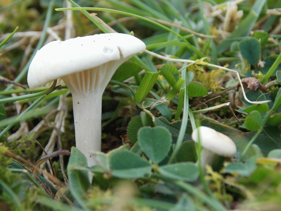 Поганка волнушка