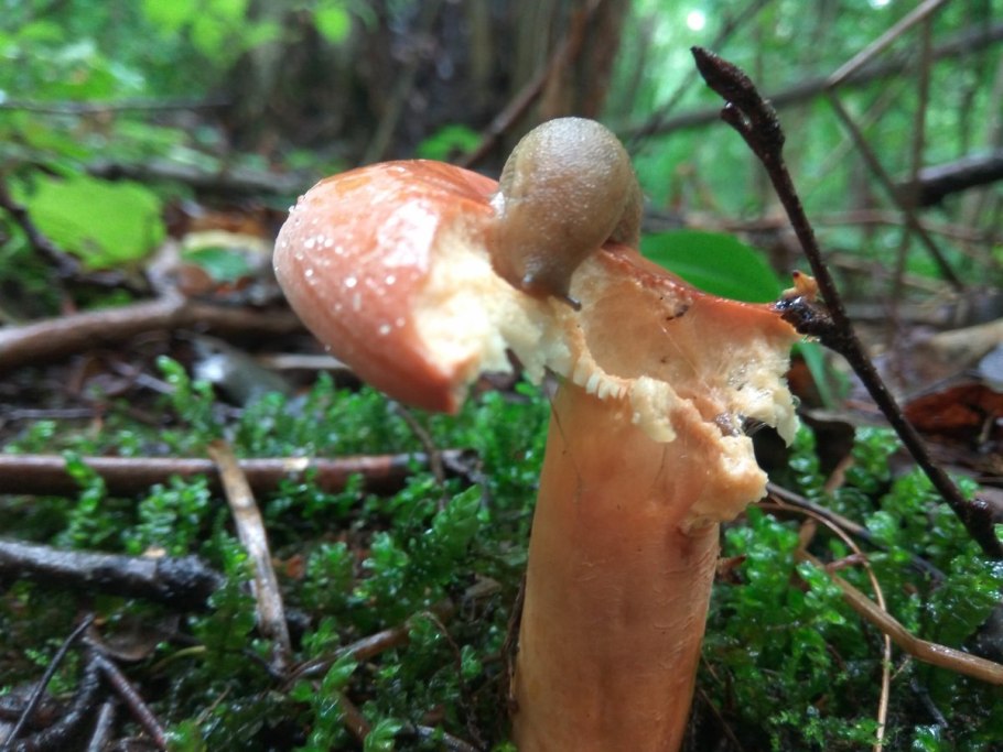 Шампиньон горный Крымский гриб