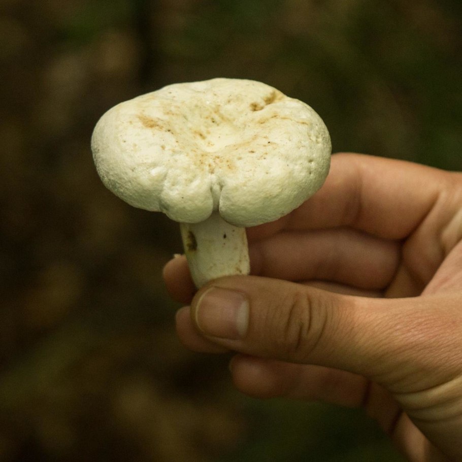 Грибы луговые осенние съедобные