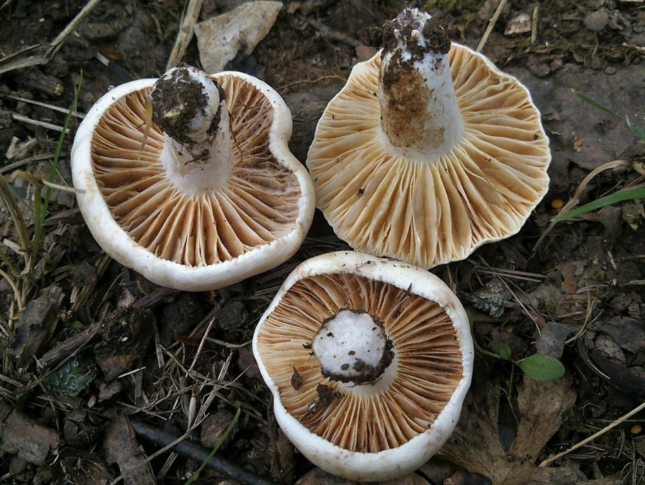 Вешенки поганки