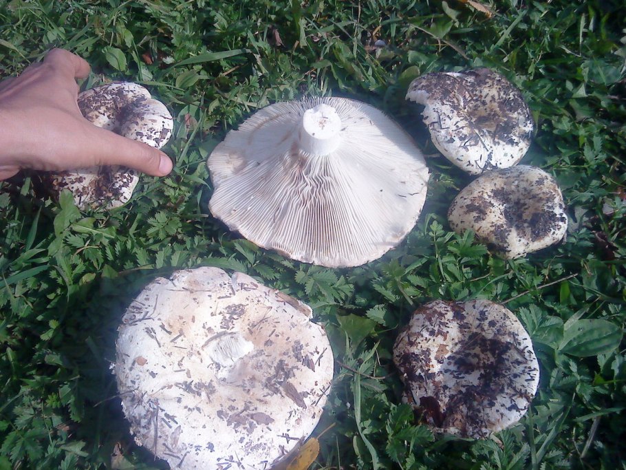 Ежовик бледный