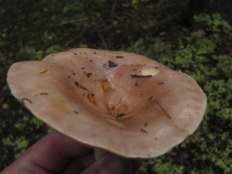 Млечник гриб серушка