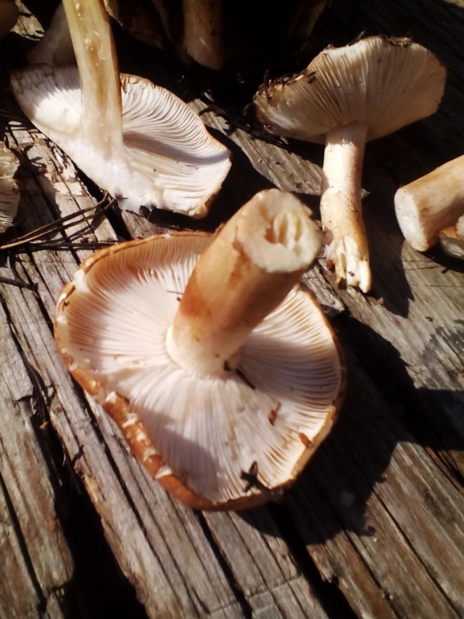 Крымская рядовка белая гриб