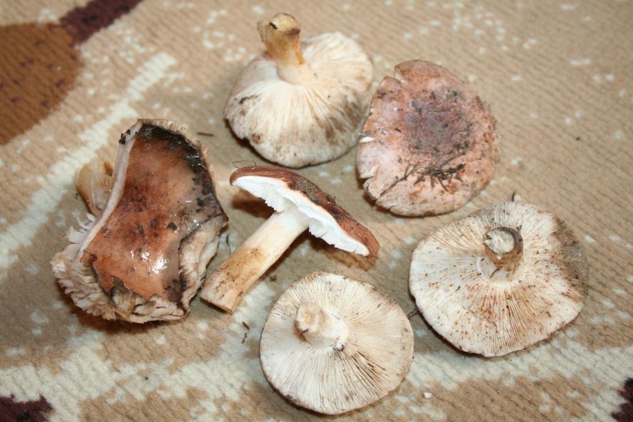 Рядовка Tricholoma albobrunneum