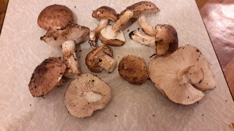 Рядовка исполинская (Tricholoma Colossus)