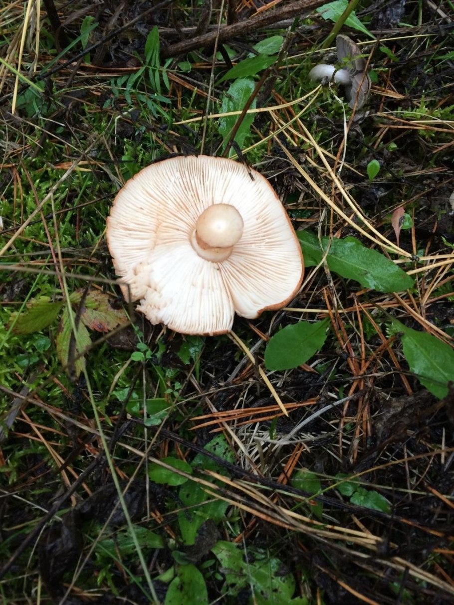 Рядовка Еловая Tricholoma aestuans