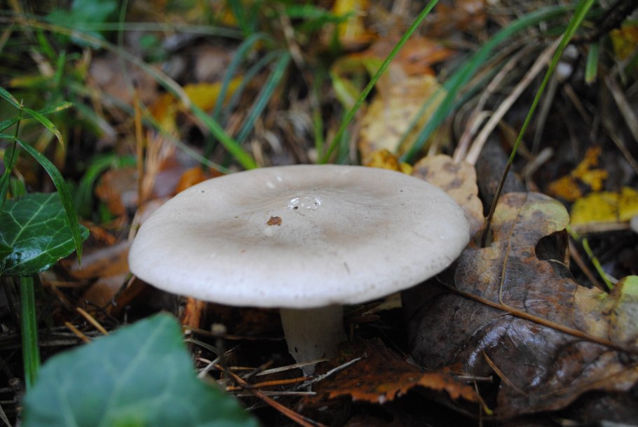 Рядовка скученная Lyophyllum decastes съедобная