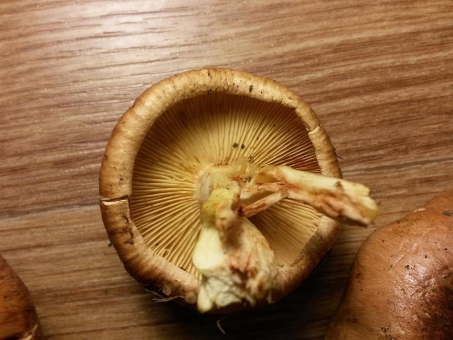 Грибы рядовка желто бурая