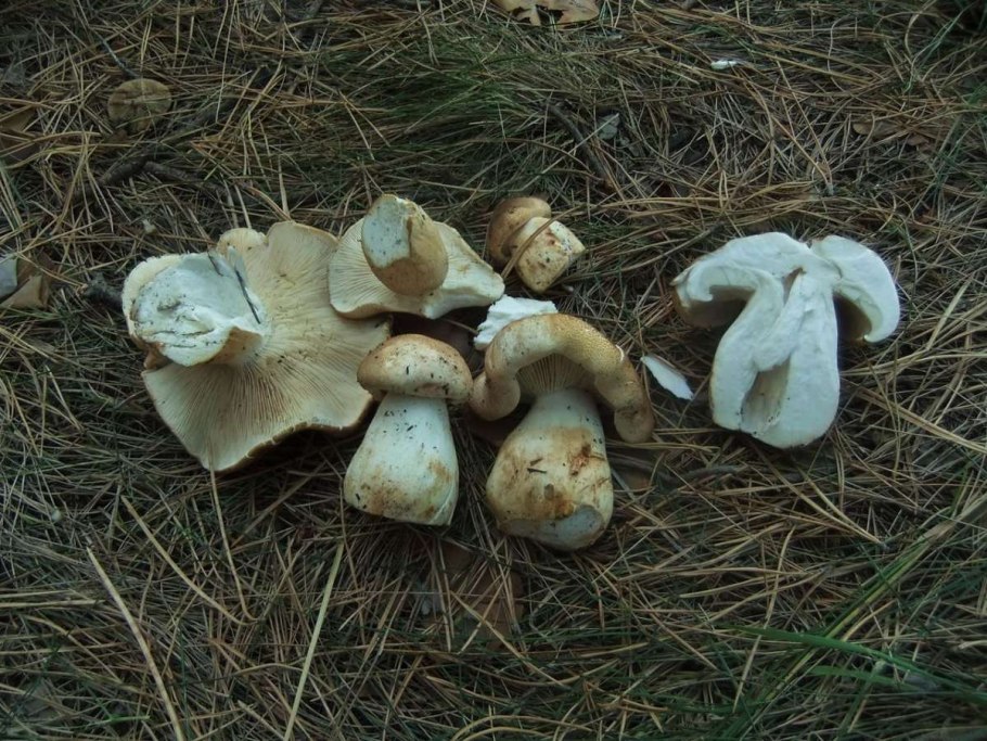 Рядовка бело коричневая съедобная