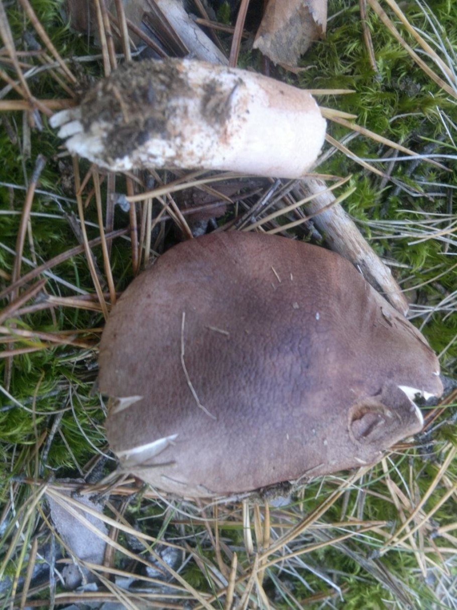 Грибы Тополевки рядовки