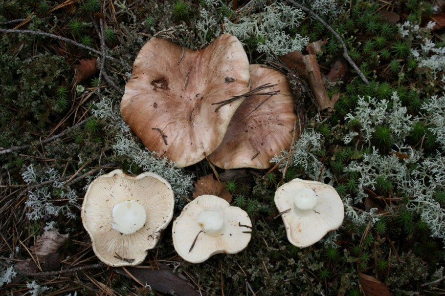 Рядовки Башкирии