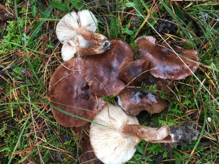 Рядовка буро-желтая Tricholoma fulvum