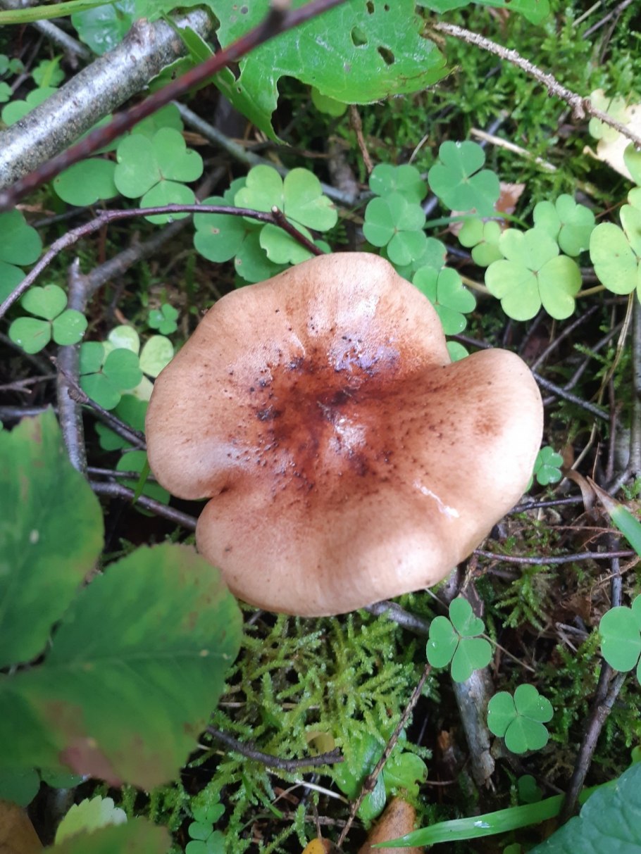 Рядовка желто-бурая Tricholoma flavobrunneum