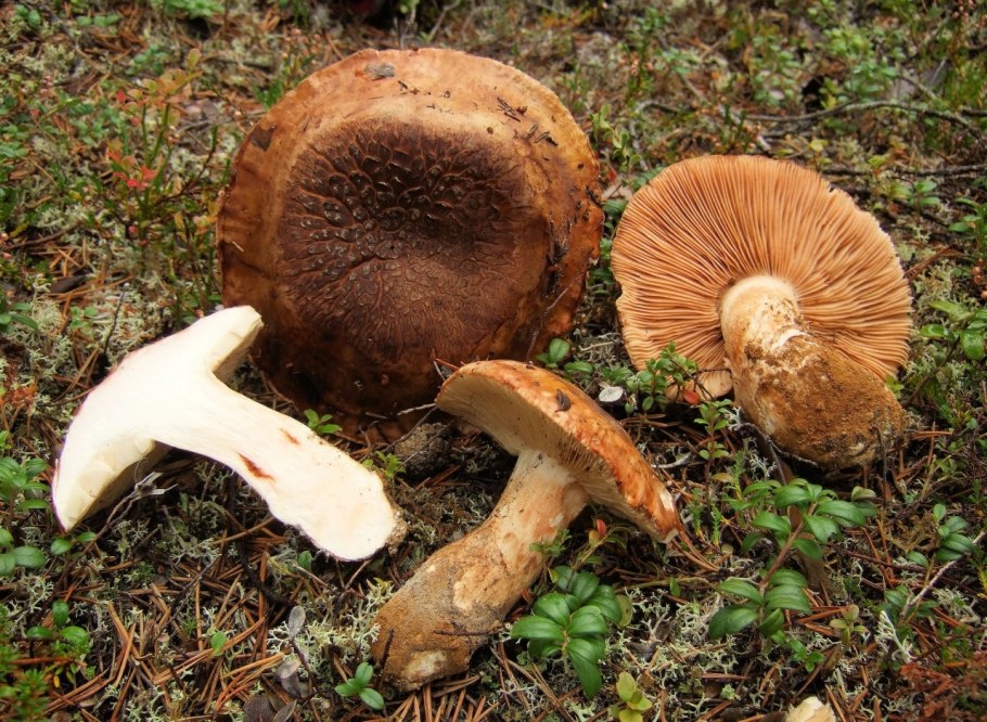 Рядовка жёлто-бурая