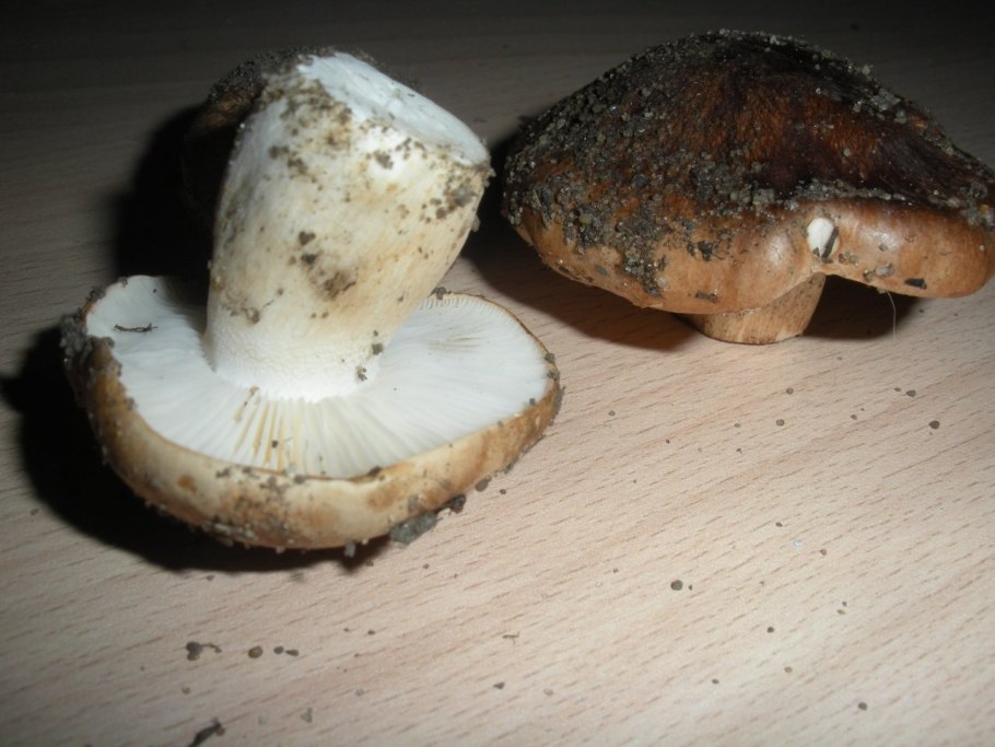 Рядовка пятнистая (Tricholoma pessundatum)