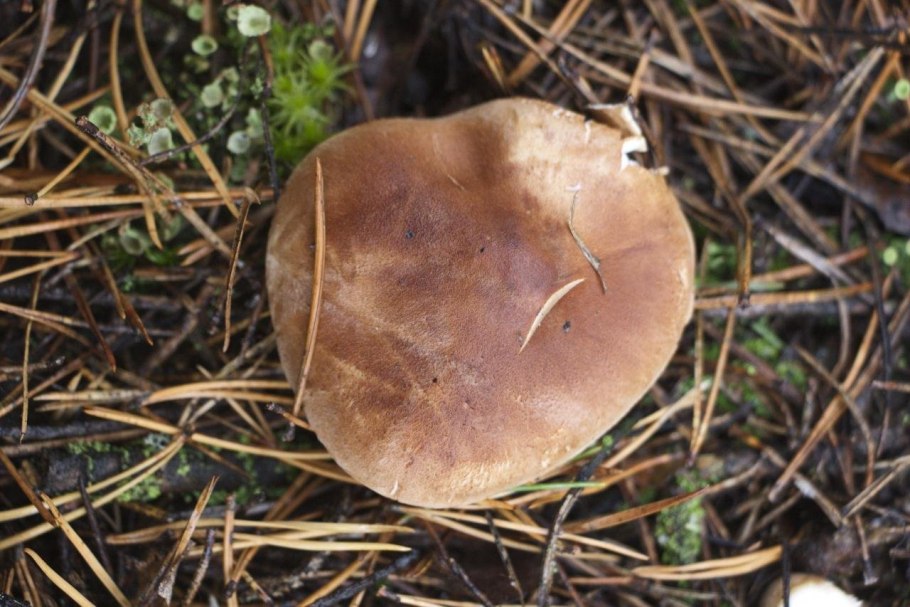 Рядовка Tricholoma albobrunneum