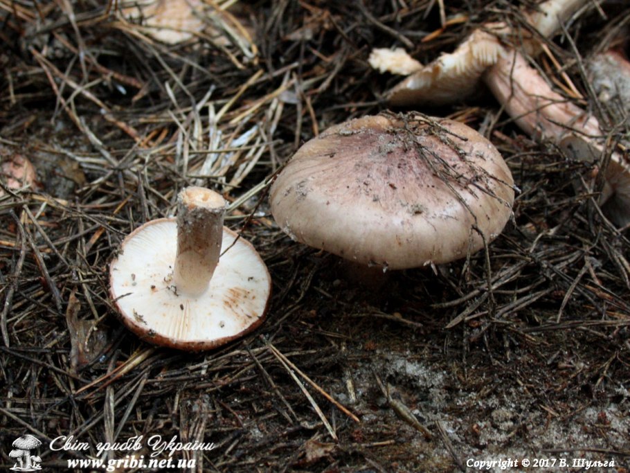 Сосновая рядовка гриб