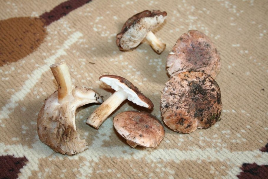 Гриб Рыжик рядовка