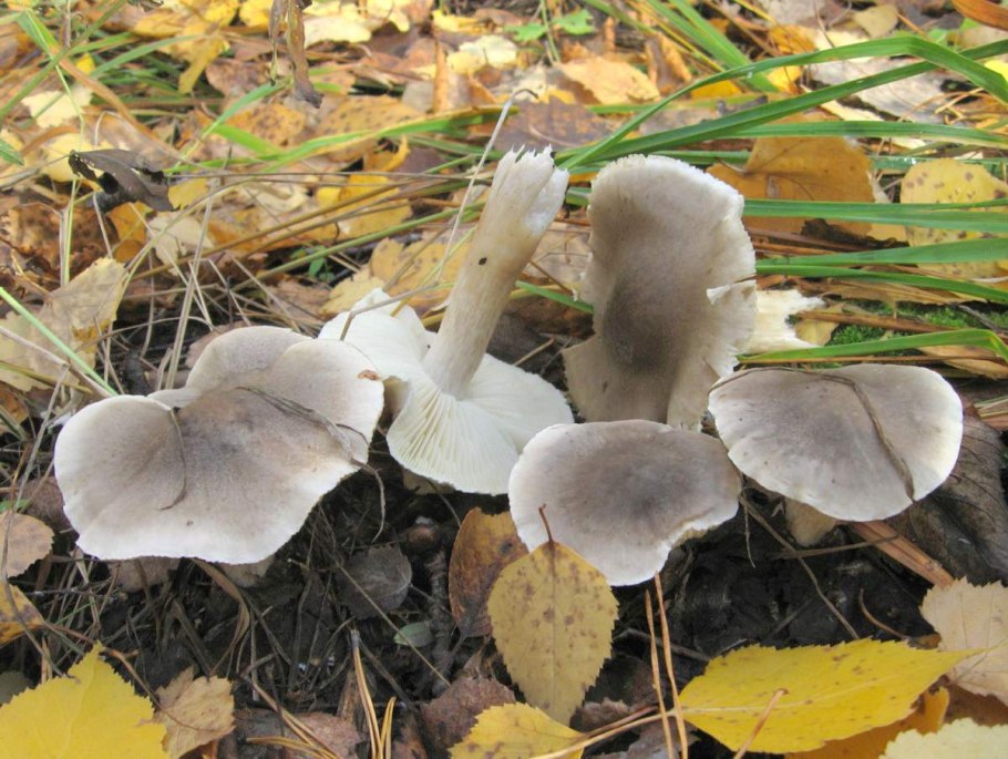 Рядовка серая tricholoma portentosum