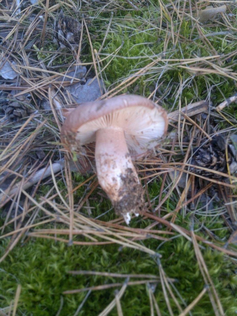 Кленовая рядовка