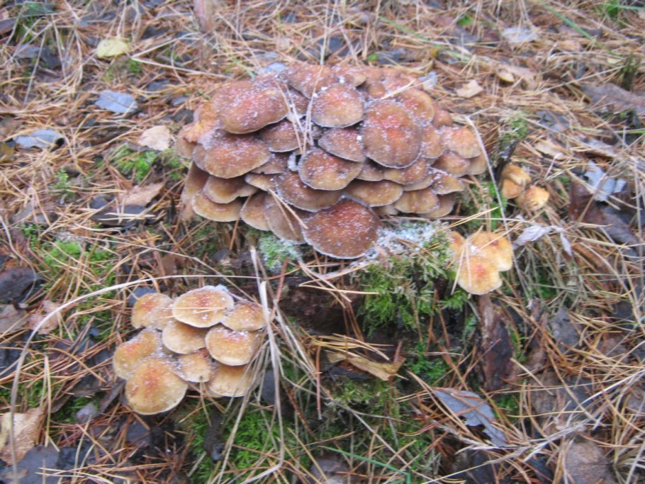 Гриб опенок