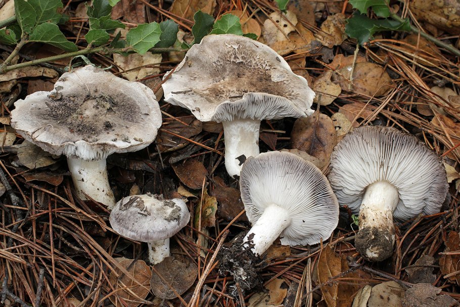 Рядовка землистая Tricholoma terreum