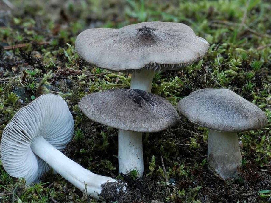 Рядовка серая Tricholoma saponaceum