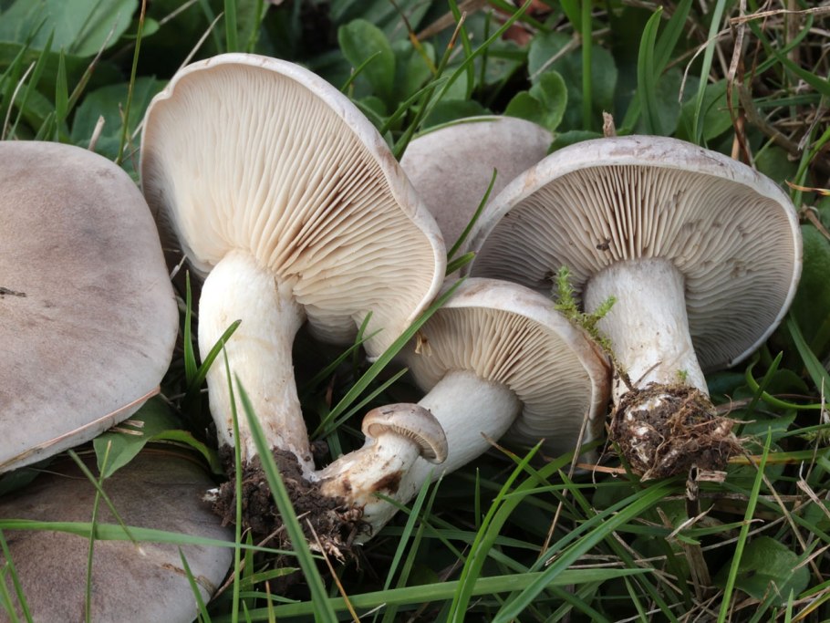 Рядовка штриховатая (Tricholoma portentosum).