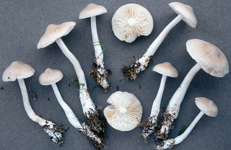 Рядовка остроконечная