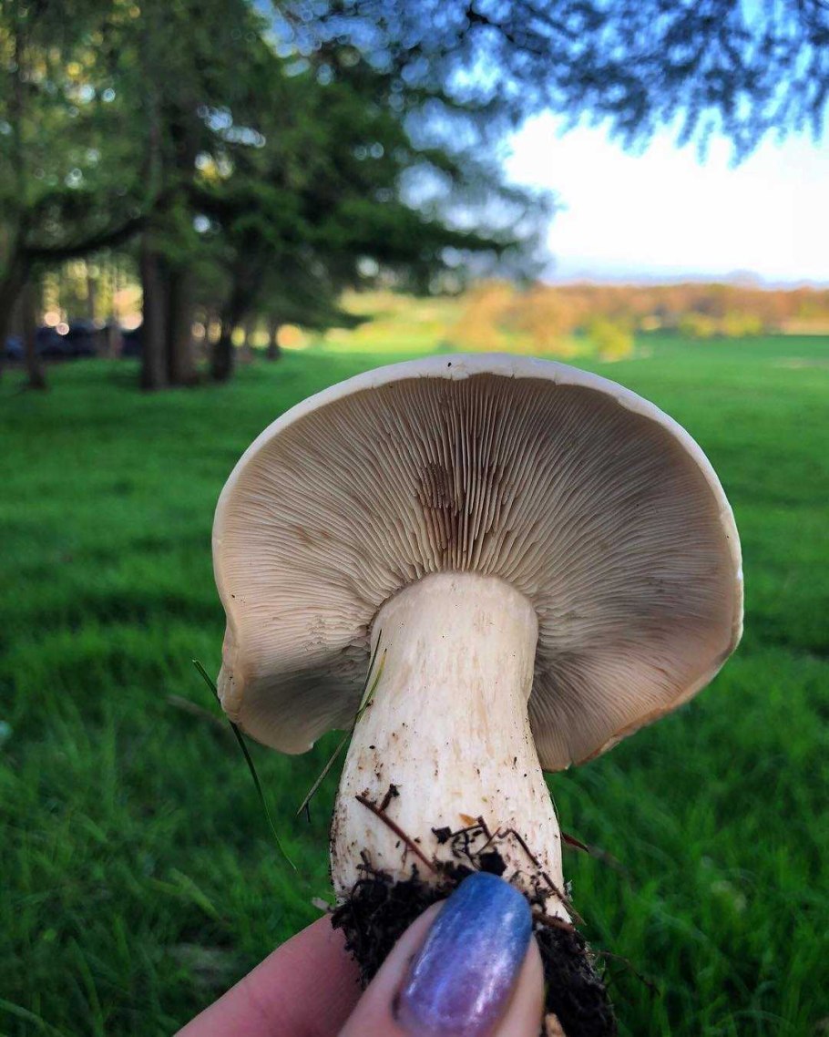 Рядовка тигровая Tricholoma pardinum