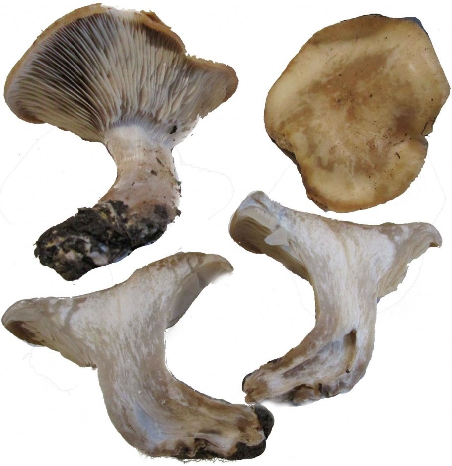 Hohenbuehelia petaloides