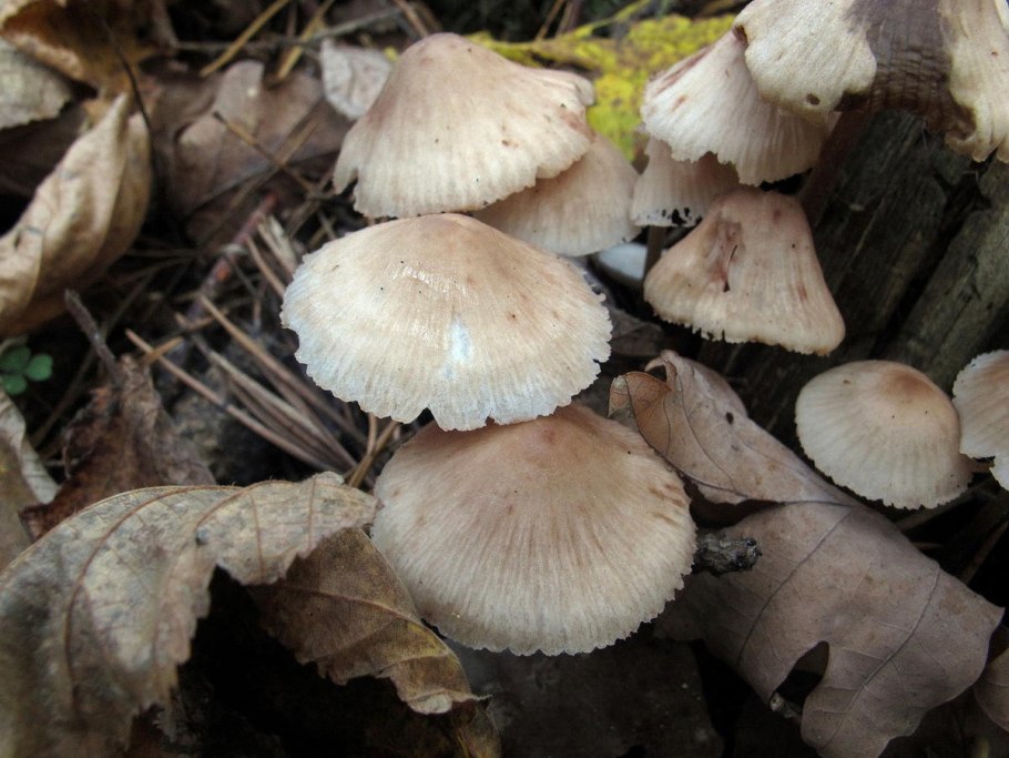 Tricholoma terreum