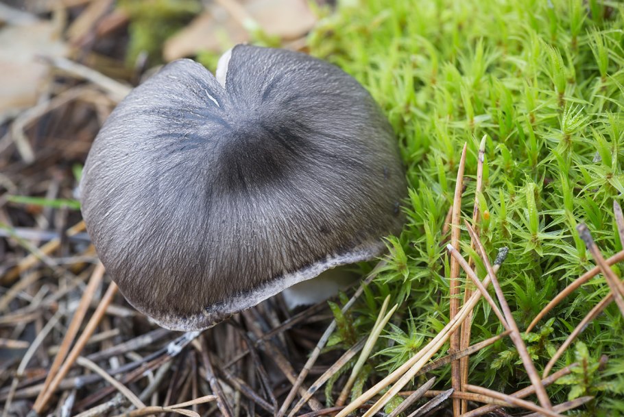 Рядовка штриховатая (Tricholoma portentosum).