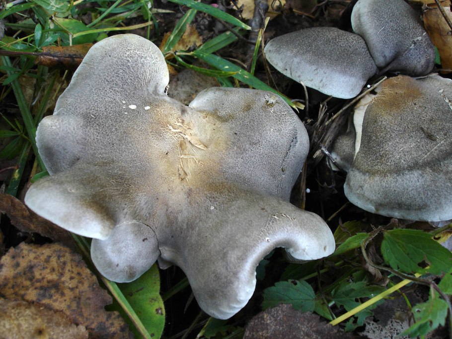 Tricholoma argyraceum