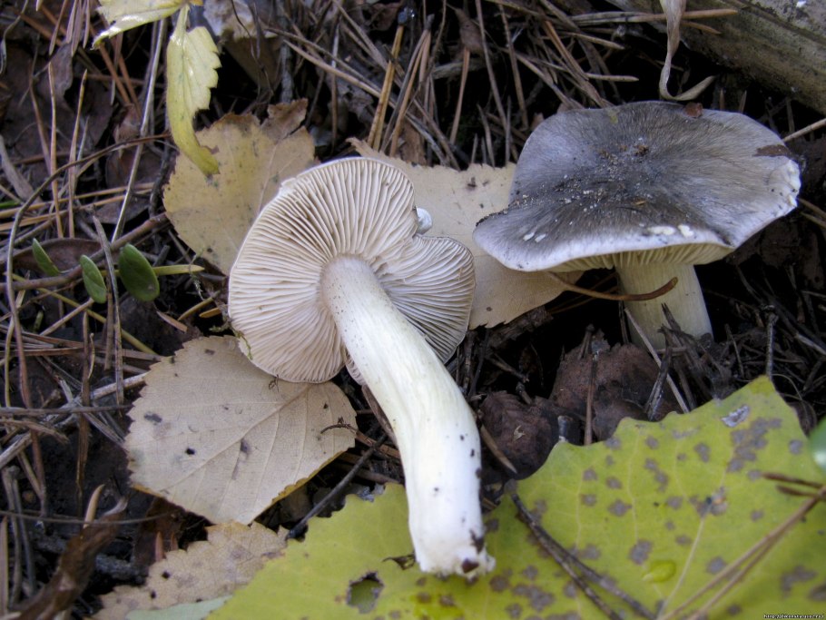 Рядовка штриховатая (Tricholoma portentosum).